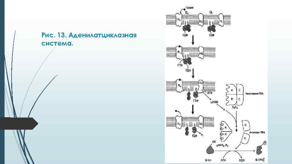 Рис. 13. Аденилатциклазная система. 