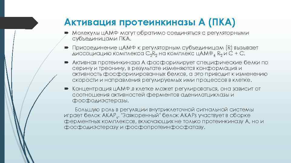 Активация протеинкиназы А (ПКА) Молекулы ц. АМФ могут обратимо соединяться с регуляторными субъединицами ПКА.