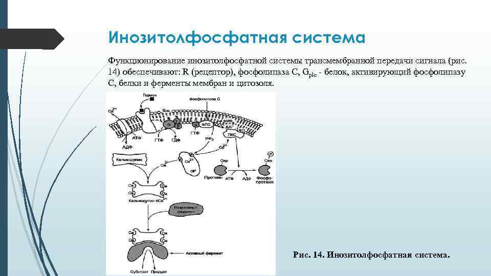 Инозитолфосфатная система Функционирование инозитолфосфатной системы трансмембранной передачи сигнала (рис. 14) обеспечивают: R (рецептор), фосфолипаза