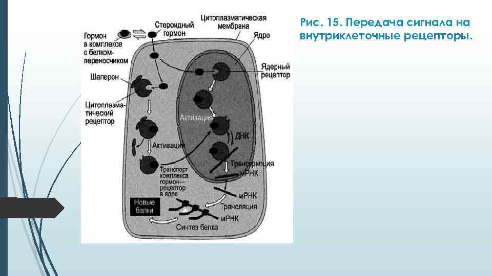 Рис. 15. Передача сигнала на внутриклеточные рецепторы. 