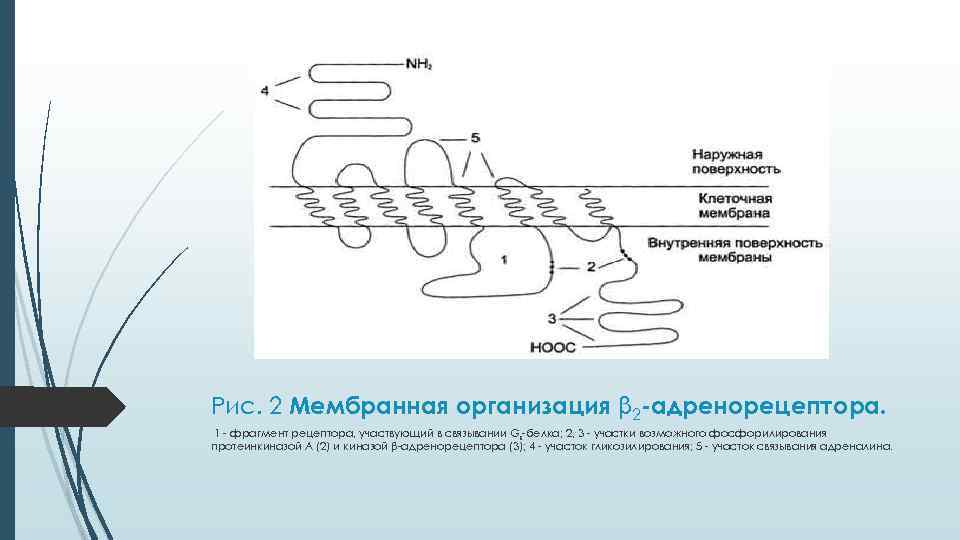 Мембрана 2 3