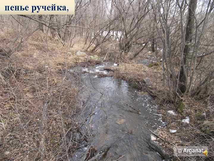 пенье ручейка, 