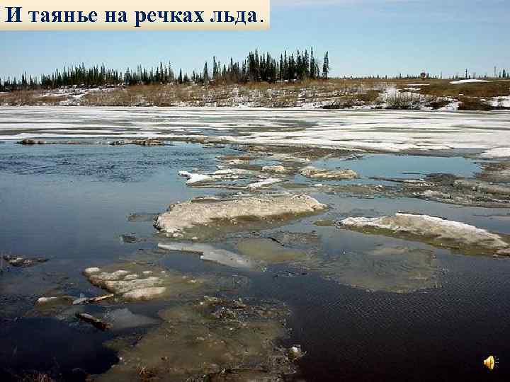 И таянье на речках льда. 