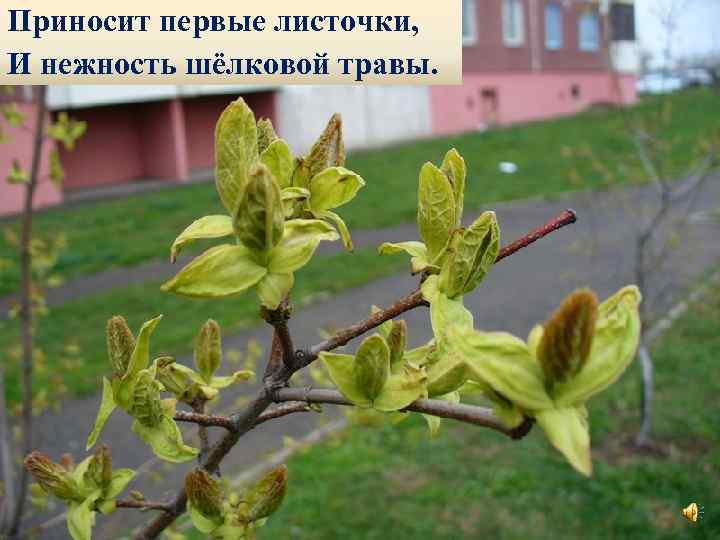 Приносит первые листочки, И нежность шёлковой травы. 