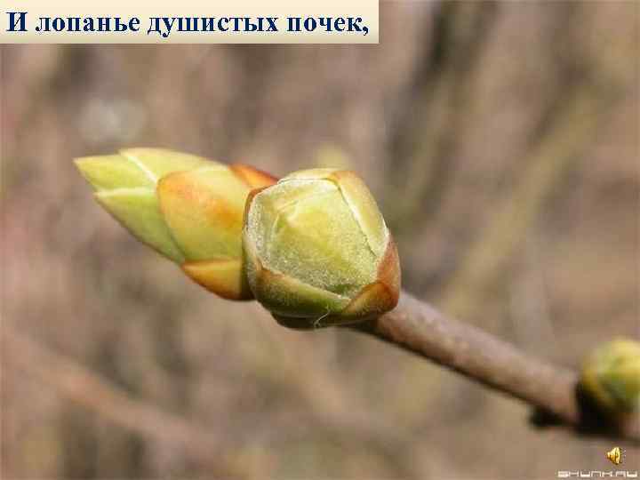 И лопанье душистых почек, 