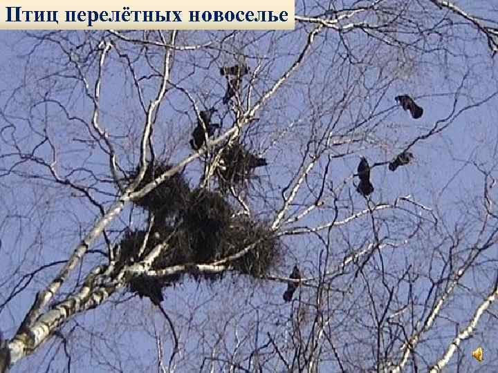 Птиц перелётных новоселье 