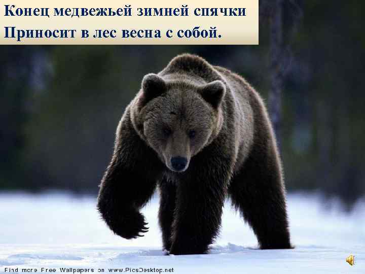 Конец медвежьей зимней спячки Приносит в лес весна с собой. 