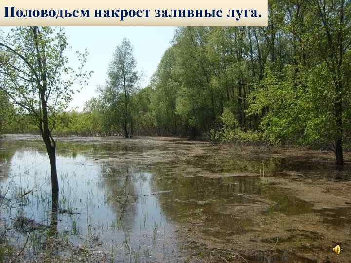 Половодьем накроет заливные луга. 