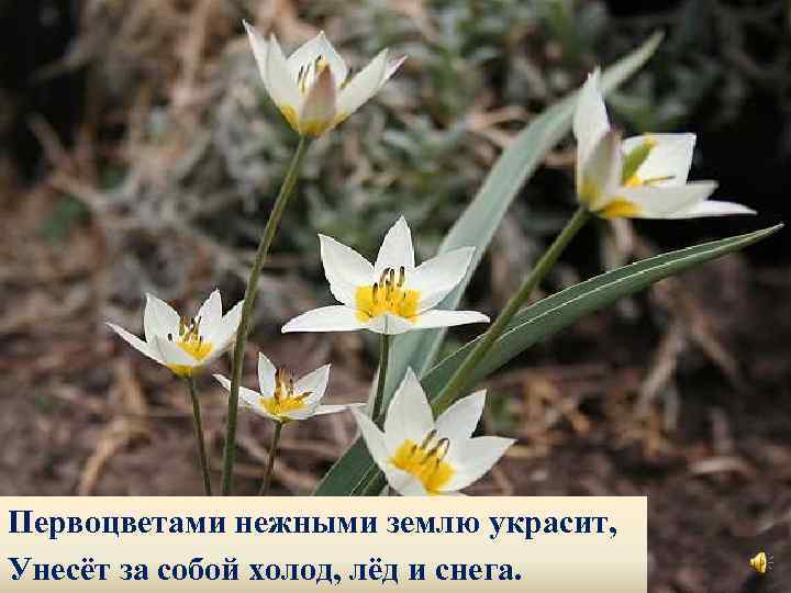 Первоцветами нежными землю украсит, Унесёт за собой холод, лёд и снега. 