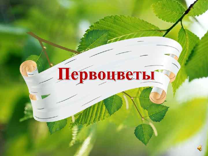 Первоцветы 