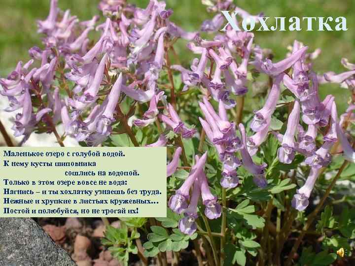 Хохлатка Маленькое озеро с голубой водой. К нему кусты шиповника сошлись на водопой. Только