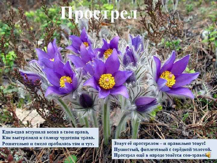 Прострел Едва-едва вступила весна в свои права, Как выстрелила к солнцу чудесная трава. Решительно