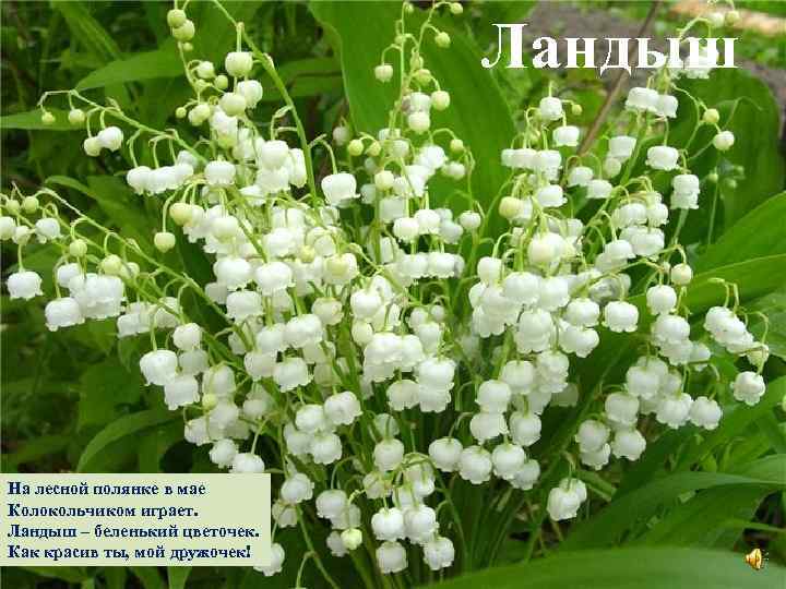 Ландыш На лесной полянке в мае Колокольчиком играет. Ландыш – беленький цветочек. Как красив