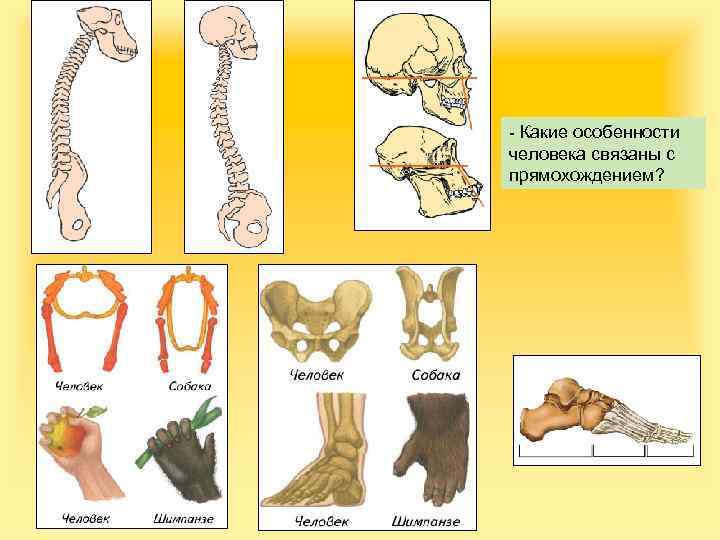 - Какие особенности человека связаны с прямохождением? 