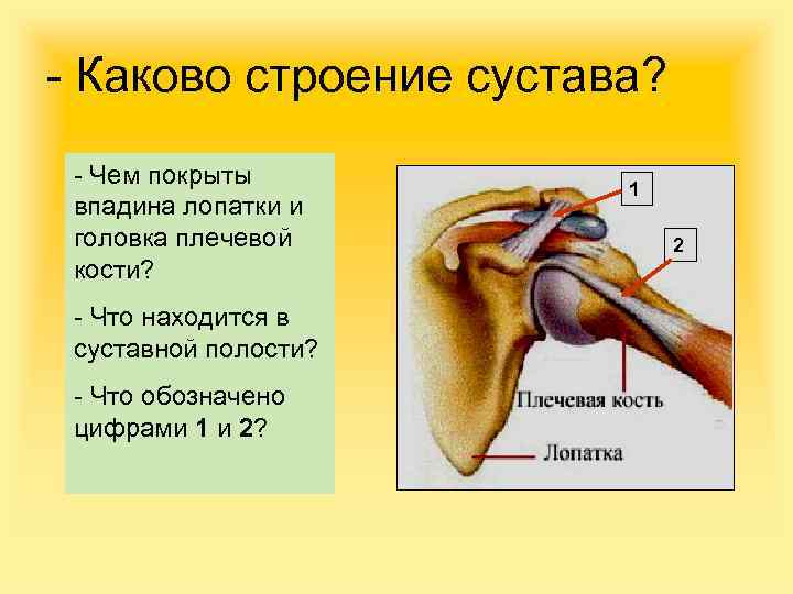 - Каково строение сустава? - Чем покрыты впадина лопатки и головка плечевой кости? -