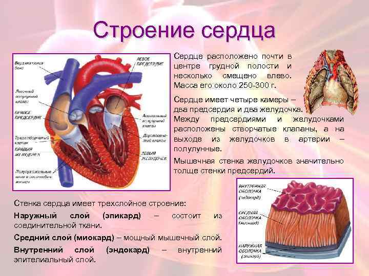 Строение сердца Сердце расположено почти в центре грудной полости и несколько смещено влево. Масса