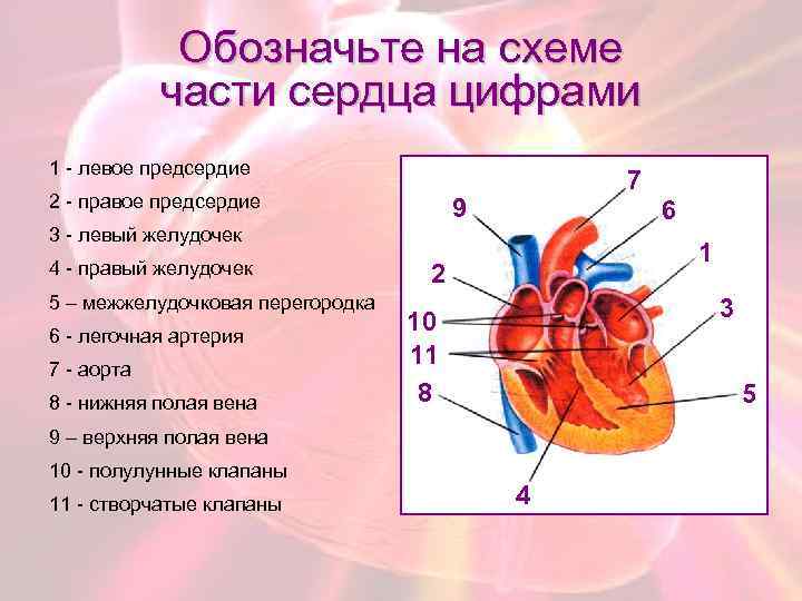 Обозначьте на схеме части сердца цифрами 1 - левое предсердие 2 - правое предсердие