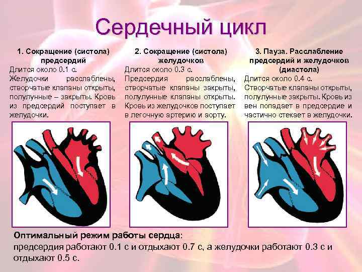 Сердечный цикл 1. Сокращение (систола) предсердий Длится около 0. 1 с. Желудочки расслаблены, створчатые