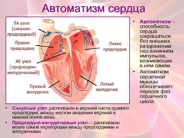 Автоматизм сердца • Автоматизм – способность сердца сокращаться без внешних раздражений под влиянием импульсов,