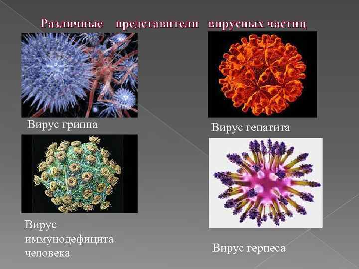 Различные представители вирусных частиц Вирус гриппа Вирус гепатита Вирус иммунодефицита человека Вирус герпеса 