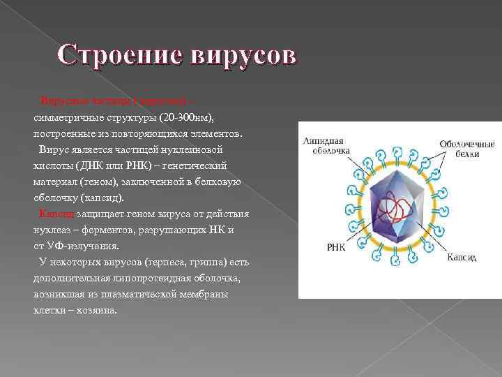 Строение вирусов Вирусные частицы ( вирионы) – симметричные структуры (20 -300 нм), построенные из