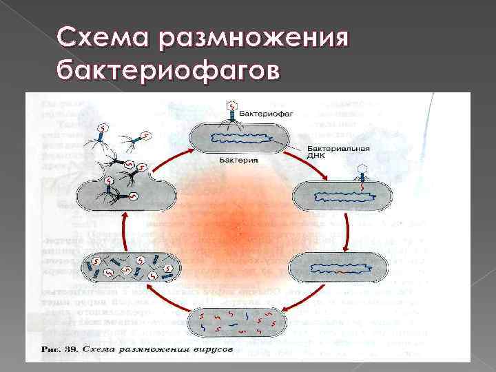 Схема размножения бактериофагов 