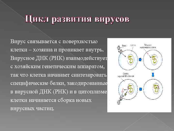 Цикл развития вирусов Вирус связывается с поверхностью клетки – хозяина и проникает внутрь. Вирусное