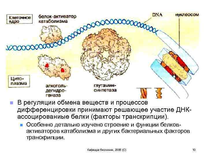 n В регуляции обмена веществ и процессов дифференцировки принимают решающее участие ДНКассоцированиые белки (факторы
