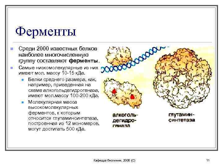 Ферменты n Среди 2000 известных белков наиболее многочисленную группу составляют ферменты. n Самые низкомолекулярные