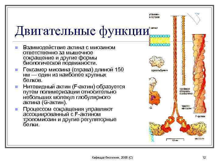 Двигательные функции n n Взаимодействие актина с миозином ответственно за мышечное сокращение и другие