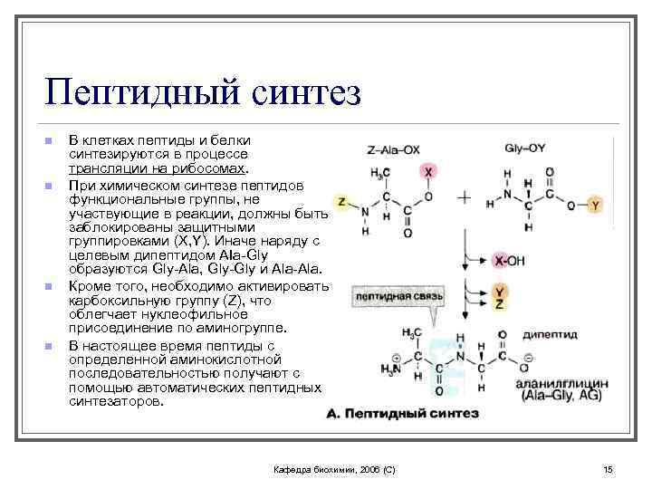 Пептидный синтез n n В клетках пептиды и белки синтезируются в процессе трансляции на