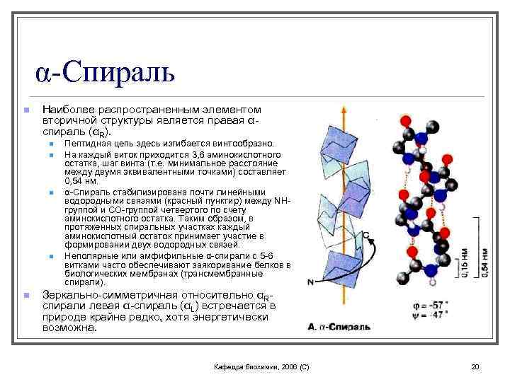 α-Спираль n Наиболее распространенным элементом вторичной структуры является правая αспираль (αR). n n n