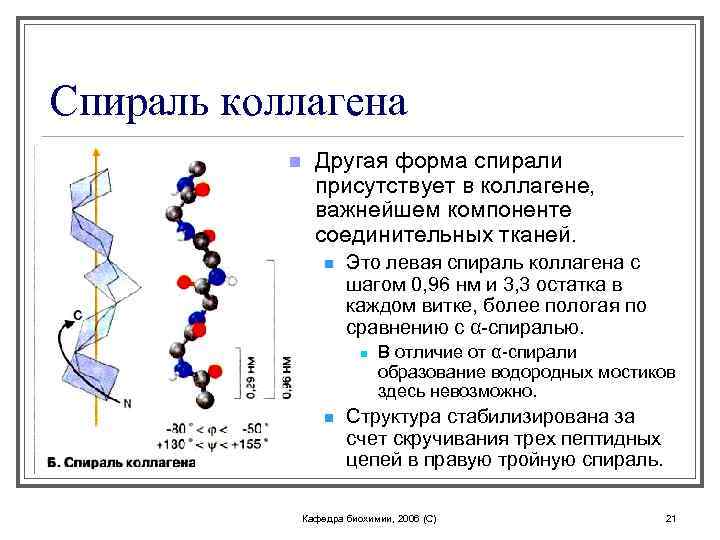 Синтез коллагена биохимия схема