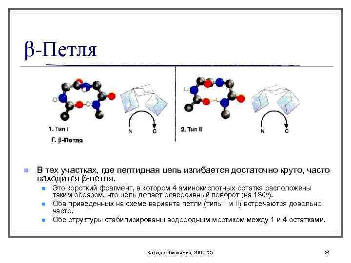 β-Петля n В тех участках, где пептидная цепь изгибается достаточно круто, часто находится β-петля.