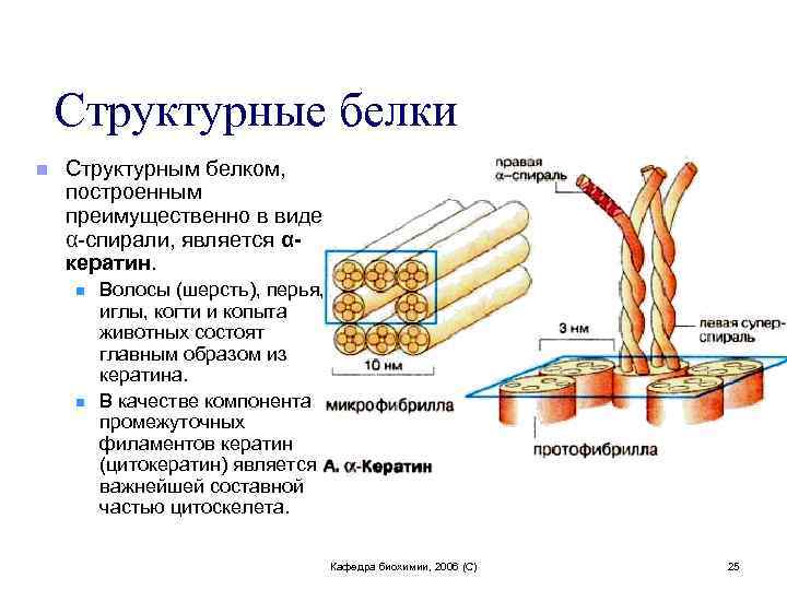Структурные белки n Структурным белком, построенным преимущественно в виде α-спирали, является αкератин. n n