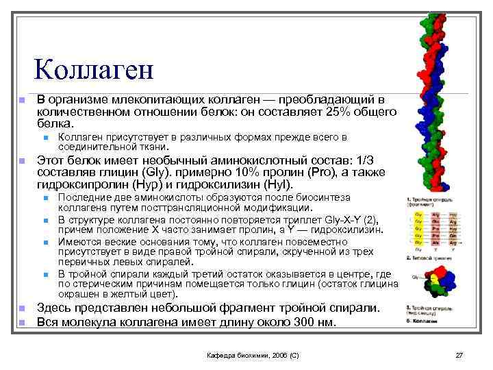 Коллаген n В организме млекопитающих коллаген — преобладающий в количественном отношении белок: он составляет
