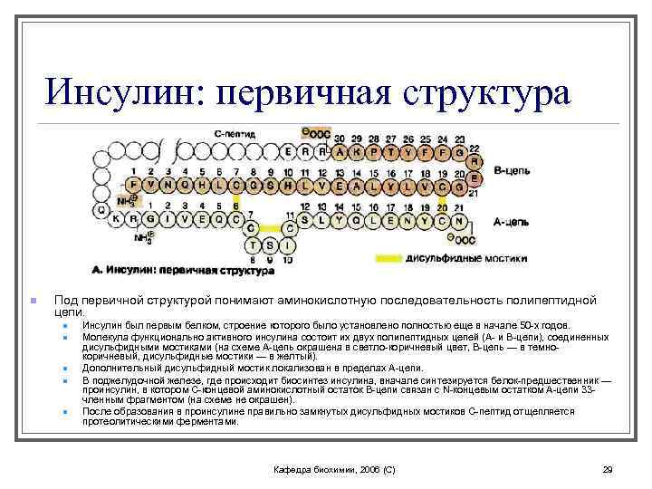Инсулин: первичная структура n Под первичной структурой понимают аминокислотную последовательность полипептидной цепи. n n