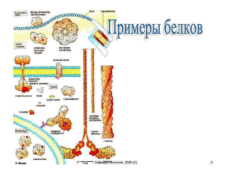 Кафедра биохимии, 2006 (C) 3 
