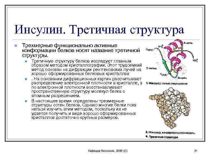 Инсулин. Третичная структура n Трехмерные функционально активные конформации белков носят название третичной структуры. n