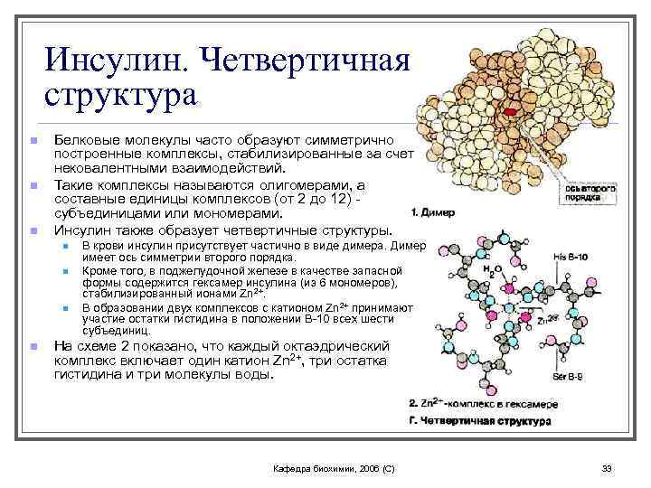 Инсулин. Четвертичная структура n n n Белковые молекулы часто образуют симметрично построенные комплексы, стабилизированные