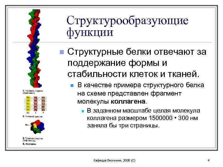Структурообразующие функции n Структурные белки отвечают за поддержание формы и стабильности клеток и тканей.