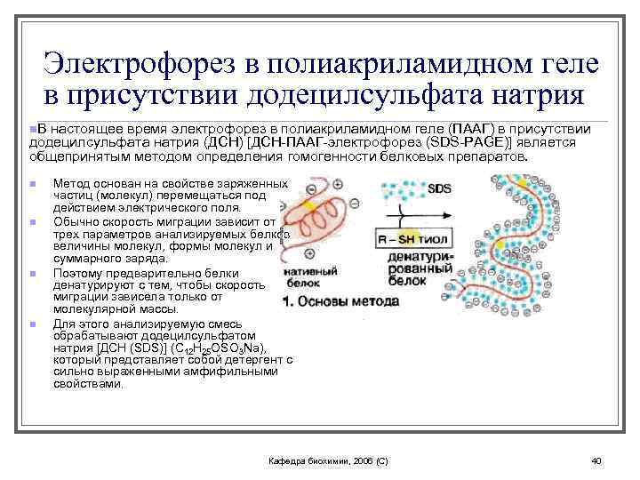 Белки деления