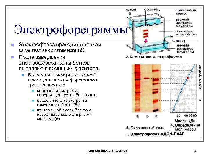 Электрофореграммы n n Электрофорез проводят в тонком слое полиакриламида (2). После завершения электрофореза, зоны
