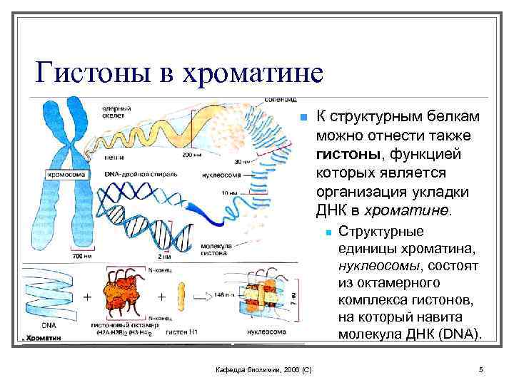 Гистоны в хроматине n К структурным белкам можно отнести также гистоны, функцией которых является