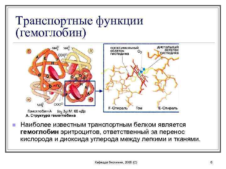 Транспортные функции (гемоглобин) n Наиболее известным транспортным белком является гемоглобин эритроцитов, ответственный за перенос