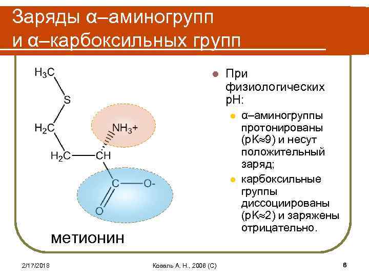 Заряды α–аминогрупп и α–карбоксильных групп l При физиологических p. H: l l метионин 2/17/2018
