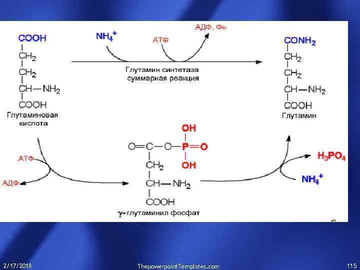 2/17/2018 Thepowerpoint. Templates. com 115 
