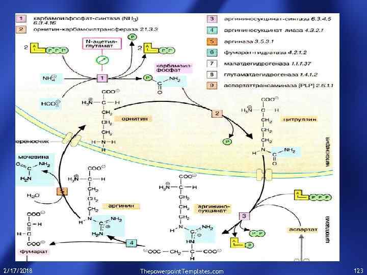 2/17/2018 Thepowerpoint. Templates. com 123 
