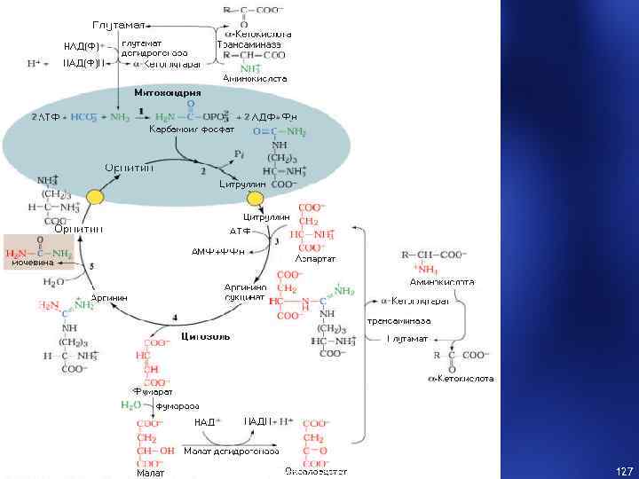 2/17/2018 Thepowerpoint. Templates. com 127 