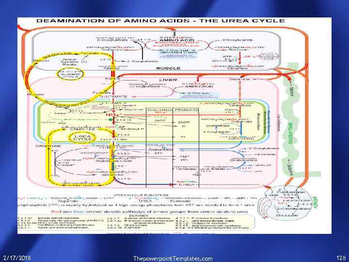 2/17/2018 Thepowerpoint. Templates. com 128 